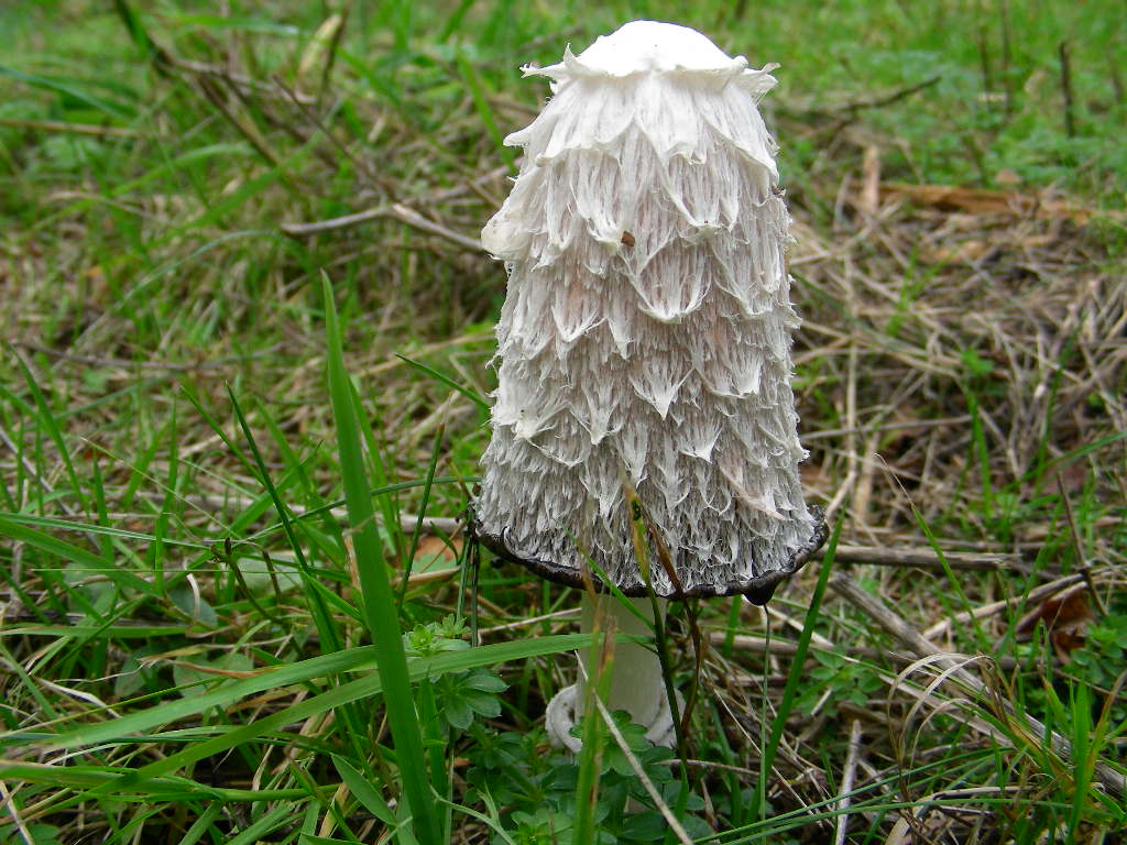 Coprinus comatus (O.F. Mll.) Gray